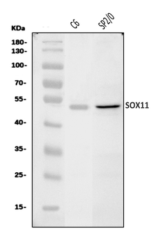Anti-Sox11 Antibody
