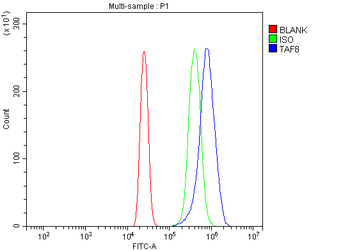 Anti-TAF8/TBN Antibody
