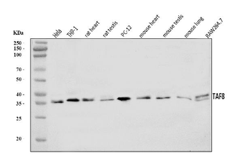 Anti-TAF8/TBN Antibody
