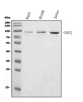 Anti-NIRF Antibody (monoclonal, 6B5)