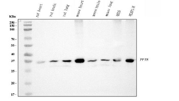 Cyclophilin E/PPIE Antibody (monoclonal, 4I9)