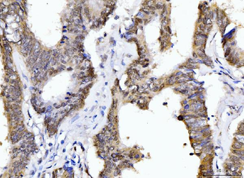 Anti-Cyclophilin E/PPIE Antibody (monoclonal, 4I9)