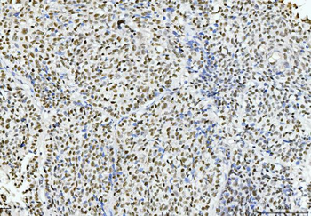 Anti-Cyclophilin E/PPIE Antibody (monoclonal, 4I9)