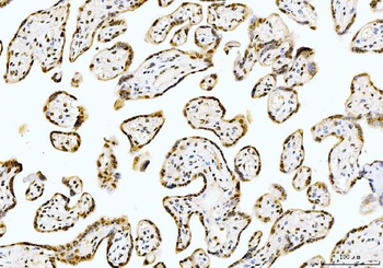 Anti-Cyclophilin E/PPIE Antibody (monoclonal, 4I9)
