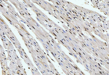 Anti-Cyclophilin E/PPIE Antibody (monoclonal, 4I9)