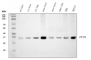 Cyclophilin E/PPIE Antibody (monoclonal, 7F2)
