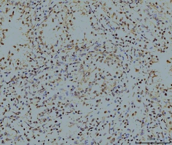 LSM8 Antibody (monoclonal, 6B11)