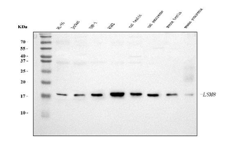 Anti-LSM8 Antibody (monoclonal, 6B11)