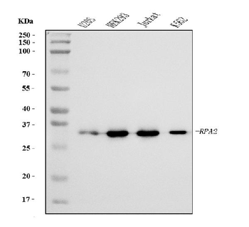 Anti-RPA32/RPA2 Antibody (monoclonal, 3B2E9)