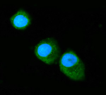 Anti-Annexin VI Antibody (monoclonal, 4C4)