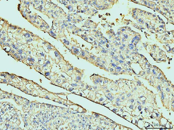 Anti-Annexin VI Antibody (monoclonal, 4C4)