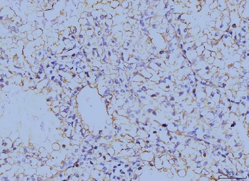 Annexin VI Antibody (monoclonal, 4C4)