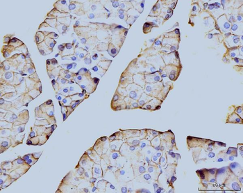 Anti-Annexin VI Antibody (monoclonal, 4C4)