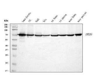 Anti-Annexin VI Antibody (monoclonal, 4C4)