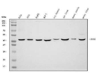 Anti-DHODH Antibody (monoclonal, 4E3)