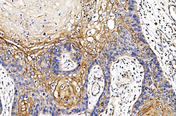 Anti-POR Antibody (monoclonal, 7F5)