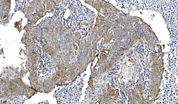 Anti-POR Antibody (monoclonal, 7F5)