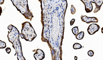 Anti-POR Antibody (monoclonal, 7F5)