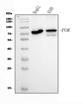 Anti-POR Antibody (monoclonal, 7F5)
