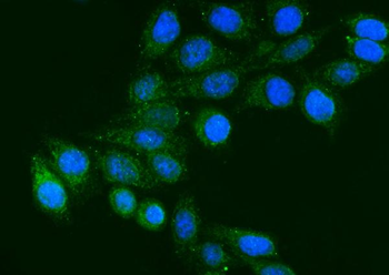 FGG Antibody (monoclonal, 5H9)