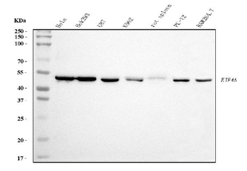 Anti-EIF4A1 Antibody (monoclonal, 3F11)