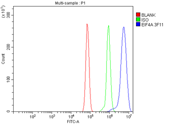 Anti-EIF4A1 Antibody (monoclonal, 3F11)