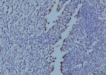 EIF4A1 Antibody (monoclonal, 3F11)