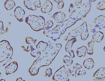 Anti-EIF4A1 Antibody (monoclonal, 3F11)