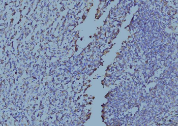 Anti-EIF4A1 Antibody (monoclonal, 3F11)