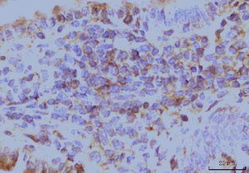 Anti-EIF4A1 Antibody (monoclonal, 3F11)