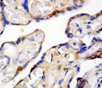 D-dopachrome decarboxylase DDT Rabbit Polyclonal Antibody
