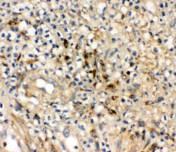 Anti-Interleukin-10 IL10 Antibody