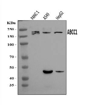 Anti-MRP1/ABCC1 Antibody