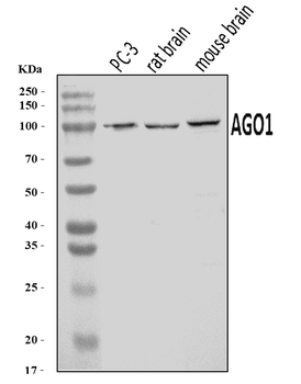 Anti-AGO1 Antibody