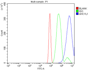Anti-IRBIT/AHCYL1 Antibody