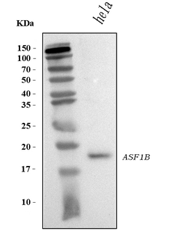 Anti-ASF1B Antibody