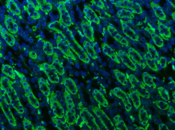 ATP1B1 Antibody