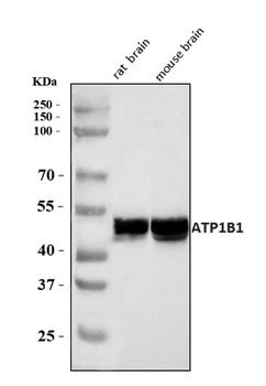 Anti-ATP1B1 Antibody