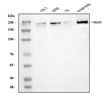 Anti-ACF1/BAZ1A Antibody