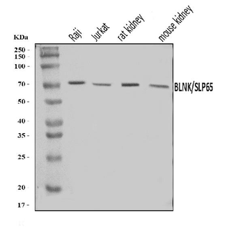 BLNK Antibody