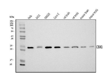 Anti-CBX1/HP1 beta Antibody