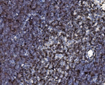 Anti-Cd2 Antibody