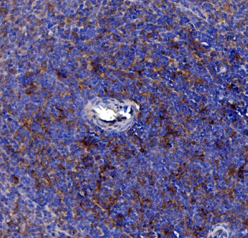 Anti-Cd163 Antibody