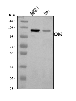 Anti-Cd163 Antibody