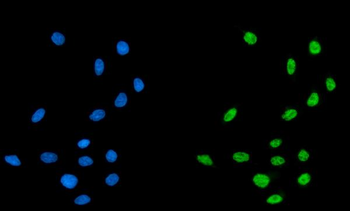 CPSF6 Antibody