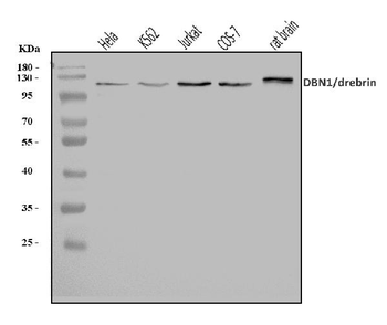 Anti-Drebrin/DBN1 Antibody
