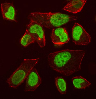 Anti-VPRBP/DCAF1 Antibody