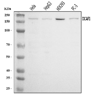Anti-VPRBP/DCAF1 Antibody