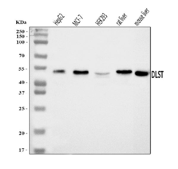 Anti-DLST Antibody