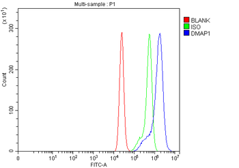 DMAP1 Antibody